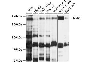 Western blot analysis of extracts of various cell lines, using NPR1 antibody (ABIN6132224, ABIN6144783, ABIN6144784 and ABIN6214701) at 1:1000 dilution. (NPR1 antibody  (AA 260-470))