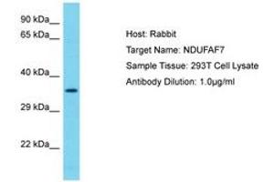 Image no. 1 for anti-NADH Dehydrogenase (Ubiquinone) Complex I, Assembly Factor 7 (NDUFAF7) (AA 253-302) antibody (ABIN6750634) (NDUFAF7 antibody  (AA 253-302))