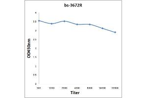 Antigen: 0. (HSPB8 antibody  (AA 101-196))