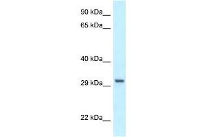 WB Suggested Anti-PEX19 Antibody Titration: 1. (PEX19 antibody  (C-Term))