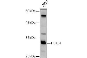 Western blot analysis of extracts of 293T cells, using FOXS1 antibody (ABIN7267251) at 1:500 dilution. (FOXS1 antibody  (AA 121-330))