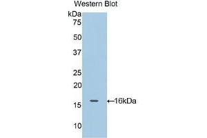 Detection of Recombinant OCM, Rat using Polyclonal Antibody to Oncomodulin (OCM) (Oncomodulin antibody  (AA 1-109))