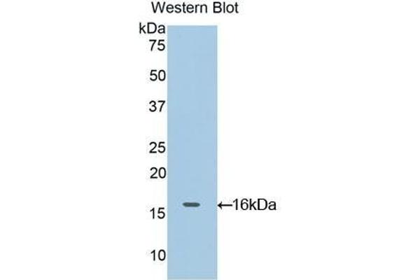 Oncomodulin antibody  (AA 1-109)