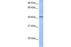 WB Suggested Anti-YIPF1 Antibody Titration:  0.
