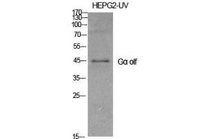 Western Blot (WB) analysis of specific cells using Galpha olf Polyclonal Antibody. (GNAL antibody  (Internal Region))