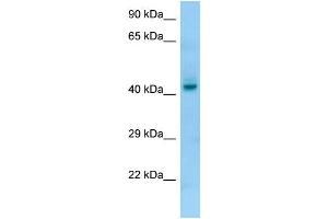 WB Suggested Anti-PGA4 Antibody Titration: 1. (PGA4 antibody  (C-Term))