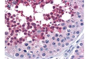Immunohistochemical analysis of paraffin-embedded human Testis tissues using anti-CDC25C mouse mAb (CDC25C antibody)