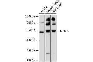 Western blot analysis of extracts of various cell lines, using DRD2 antibody (ABIN6129503, ABIN6139821, ABIN6139822 and ABIN6216745) at 1:3000 dilution. (Dopamine d2 Receptor antibody  (AA 214-373))
