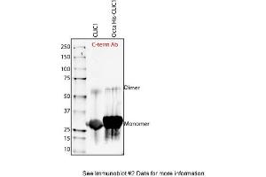 Sample Type: Purified Recombinant CLIC-1 proteinPrimary Dilution: 1:1000 (CLIC1 antibody  (C-Term))