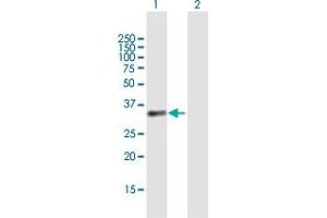 Western Blot analysis of BCAT1 expression in transfected 293T cell line by BCAT1 MaxPab polyclonal antibody.
