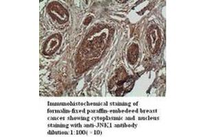Image no. 2 for anti-Mitogen-Activated Protein Kinase 8 (MAPK8) antibody (ABIN790900) (JNK antibody)