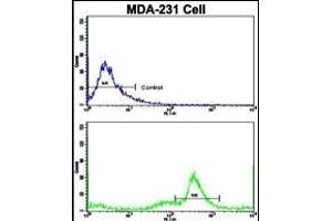 Flow cytometric analysis of MDA-231 cells using C5 Antibody (N-term)(bottom histogram) compared to a negative control cell (top histogram). (C5 antibody  (N-Term))