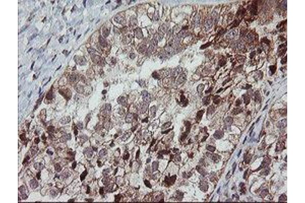 MRPS34 antibody