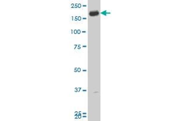 CADPS antibody  (AA 1256-1353)