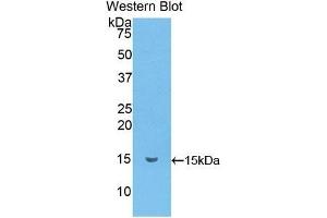 Detection of Recombinant MRP1, Mouse using Polyclonal Antibody to Chemokine (C-C motif) ligand 6 (CCL6) (CCL6 antibody  (AA 22-116))