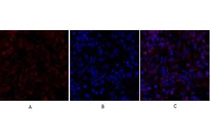 Immunofluorescence analysis of rat lung tissue. (SMAD4 antibody  (AA 40-120))