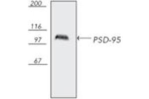 Western blot analysis of bovine brain tissue extract, probed with PSD-95, mAb (7E3-1B8). (DLG4 antibody)