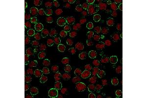 Immunofluorescence staining of Raji cells. (CD19 antibody)