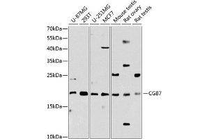 Western blot analysis of extracts of various cell lines, using CGB7 Antibody (ABIN6129264, ABIN6138475, ABIN6138477 and ABIN6216298) at 1:1000 dilution. (CGB7 antibody  (AA 21-165))