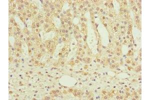 Immunohistochemistry of paraffin-embedded human adrenal gland tissue using ABIN7160967 at dilution of 1:100 (NDUFS6 antibody  (AA 29-124))
