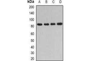 Western blot analysis of DPP3 expression in HT29 (A), Jurkat (B), mouse thymus (C), rat liver (D) whole cell lysates.
