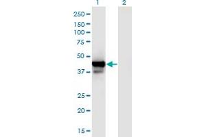 Western Blot analysis of PPID expression in transfected 293T cell line by PPID monoclonal antibody (M01), clone 4C7. (PPID antibody  (AA 1-370))