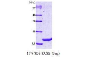 Figure annotation denotes ug of protein loaded and % gel used. (MIF Protein (AA 1-115))
