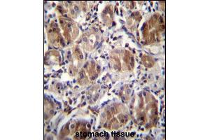 DULLARD Antibdy (Center) (ABIN656732 and ABIN2845956) immunohistochemistry analysis in formalin fixed and paraffin embedded human stomach tissue followed by peroxidase conjugation of the secondary antibody and DAB staining. (CTDNEP1A antibody  (AA 131-160))