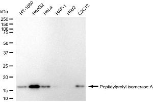 Western blotting analysis using Peptidylprolyl isomerase A antibody (ABIN7799766). (Recombinant PPIA antibody)