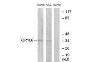Western blot analysis of extracts from HuvEc/HeLa cells, using OR1L6 Antibody.