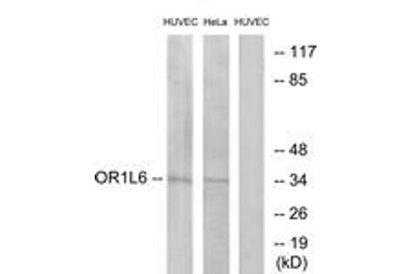 OR1L6 Antikörper  (AA 111-160)