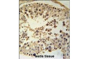 CCYL1 Antibody (N-term) (ABIN651917 and ABIN2840452) immunohistochemistry analysis in formalin fixed and paraffin embedded human testis tissue followed by peroxidase conjugation of the secondary antibody and DAB staining. (CCNYL1 antibody  (N-Term))