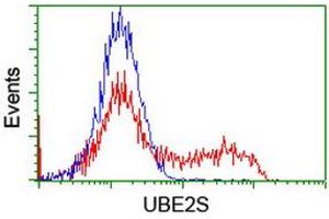 Image no. 2 for anti-Ubiquitin-Conjugating Enzyme E2S (UBE2S) antibody (ABIN1501645) (UBE2S antibody)