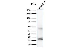 Western Blot Analysis of PANC-1 cell lysate using CELA3B Mouse Monoclonal Antibody (CELA3B/1257). (Elastase 3B antibody  (AA 82-238))