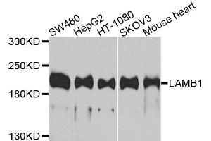 Western blot analysis of extracts of various cell lines, using LAMB1 antibody. (Laminin beta 1 antibody  (AA 1467-1786))