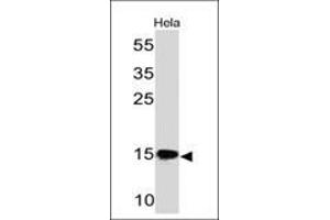 Western Blot of HeLa cell lysate using SUMO-2/3 Mouse Monoclonal Antibody (SM23/496) (SUMO2 antibody)