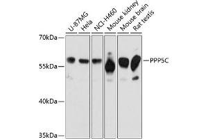 Western blot analysis of extracts of various cell lines, using PPP5C Antibody (ABIN6128492, ABIN6146110, ABIN6146111 and ABIN6215406) at 1:3000 dilution. (PP5 antibody  (AA 1-210))