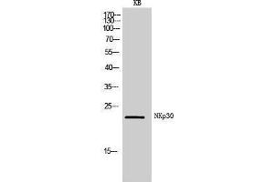 Western Blotting (WB) image for anti-Natural Cytotoxicity Triggering Receptor 3 (NCR3) (Internal Region) antibody (ABIN3181469) (NCR3 antibody  (Internal Region))