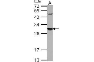 WB Image Sample (30 ug of whole cell lysate) A: U87-MG 12% SDS PAGE antibody diluted at 1:1000 (DPM1 antibody  (Center))