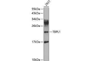 Western blot analysis of extracts of 293T cells, using TBPL1 antibody (ABIN6130728, ABIN6148899, ABIN6148900 and ABIN6223483) at 1:1000 dilution. (TBPL1 antibody  (AA 1-186))