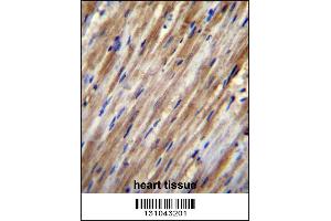 F2RL2 Antibody immunohistochemistry analysis in formalin fixed and paraffin embedded human heart tissue followed by peroxidase conjugation of the secondary antibody and DAB staining. (F2RL2 antibody  (N-Term))
