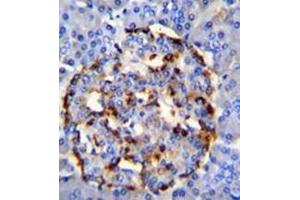 Immunohistochemistry analysis in formalin fixed and paraffin embedded human pancrease tissue reacted with PLA2G2D Antibody (C-term) followed which peroxidase conjugated to the secondary antibody and was followed by DAB staining. (PLA2G2D antibody  (C-Term))