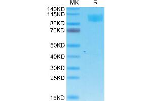 Cynomolgus ACE2 on Tris-Bis PAGE under reduced condition. (ACE2 Protein (His-Avi Tag))