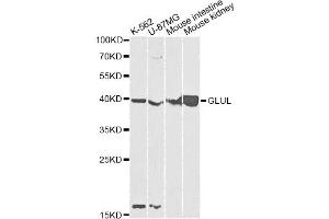 Western blot analysis of extracts of various cell lines, using GLUL antibody. (GLUL antibody)