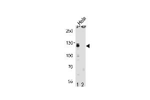 Western blot analysis of CUL4B Antibody (Center) Pab (ABIN1881241 and ABIN2839068) pre-incubated without(lane 1) and with(lane 2) blocking peptide in Hela cell line lysate. (Cullin 4B antibody  (AA 250-278))