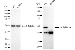 Western blotting analysis using Actin like 6A antibody (ABIN7797455).