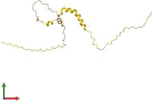 AlphaFold protein structure predicition of Human Recombinant LINC00588 Protein, UniprotID Q9Y4M8 (C8orf71 Protein (AA 1-146) (His tag))