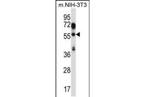 Western blot analysis in mouse NIH-3T3 cell line lysates (35ug/lane). (TEAD2 antibody  (AA 267-295))