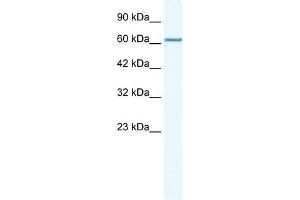 MCM5 antibody used at 2. (MCM5 antibody  (N-Term))