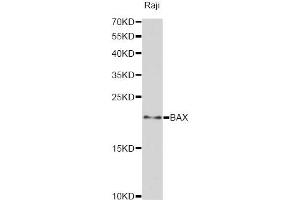 Western blot analysis of extracts of Raji cells, using BAX antibody (ABIN5970040) at 1:3000 dilution. (BAX antibody)